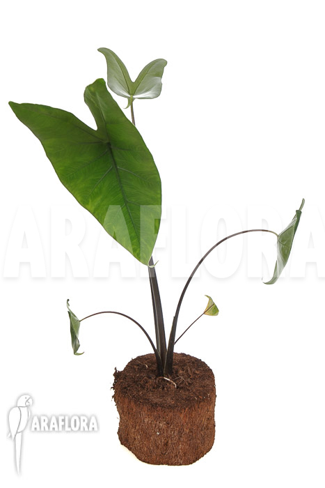 Alocasia zebrina &lsquo;Black zebrina&rsquo;