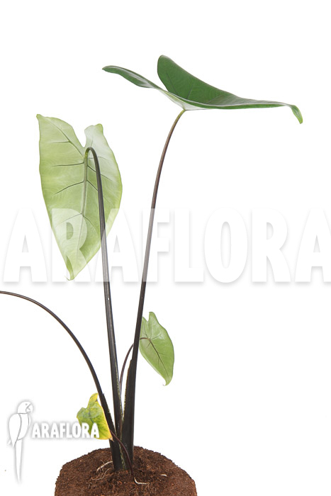 Alocasia zebrina &lsquo;Black zebrina&rsquo;