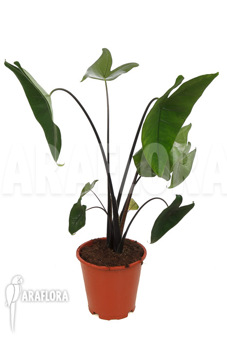 Alocasia zebrina &lsquo;Black zebrina&rsquo;