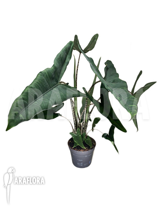 Alocasia zebrina &lsquo;Tigrina superba&rsquo;