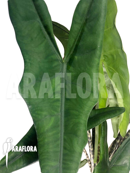 Alocasia-zebrina-tigrina-superba-4