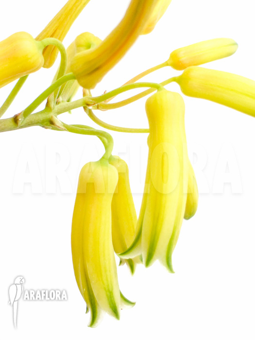 Aloe bakeri Flower