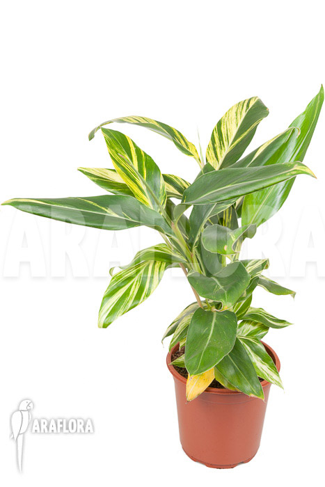 Alpinia zerumbet &lsquo;variegata&rsquo;
