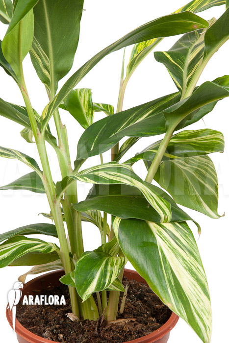 Alpinia zerumbet &lsquo;variegata&rsquo;