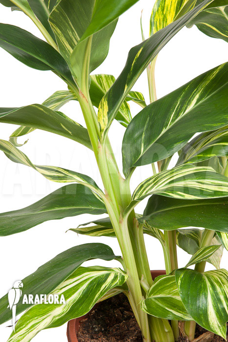 Alpinia zerumbet &lsquo;variegata&rsquo;