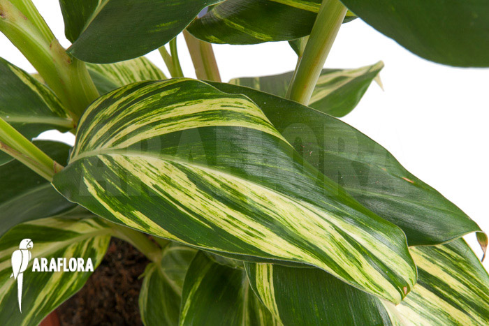 Alpinia zerumbet &lsquo;variegata&rsquo;