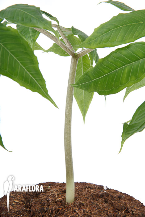 Amorphophallus aff atroviridis