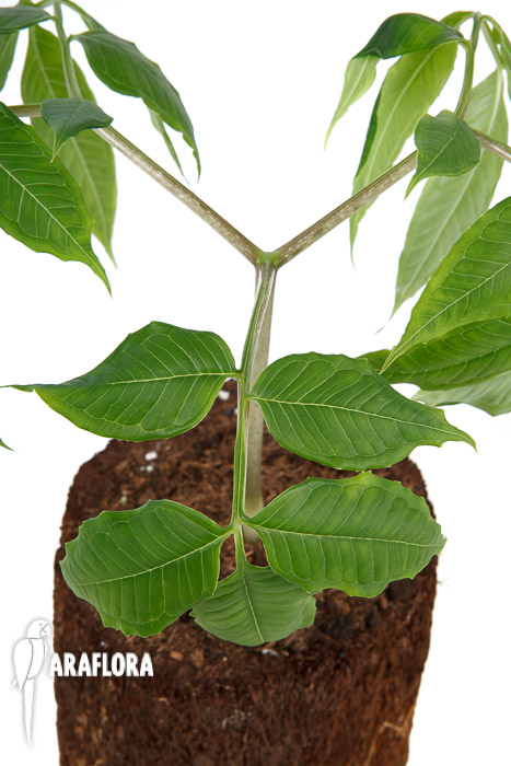 Amorphophallus aff atroviridis