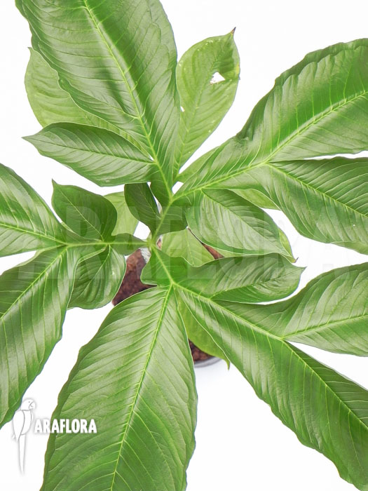 Amorphophallus paeoniifolius