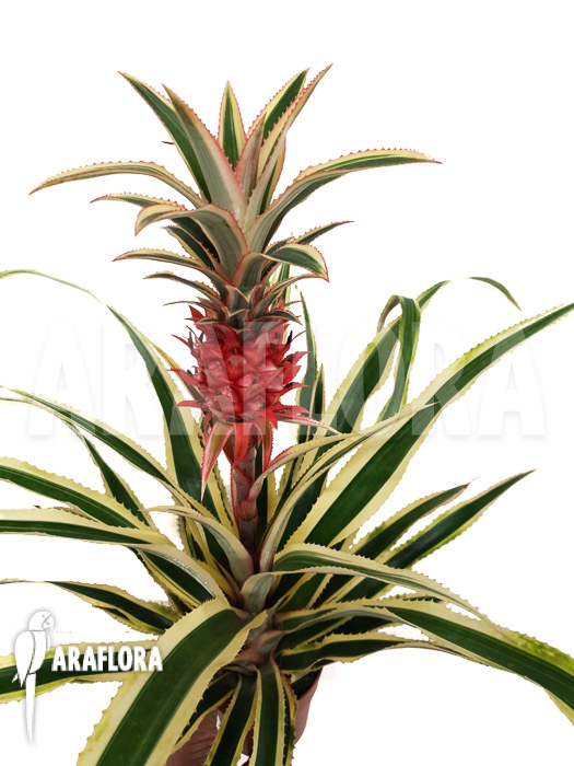 Ananas nanus variegated Red
