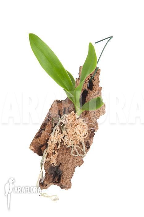 Angraecum eburneum ssp xerophilum
