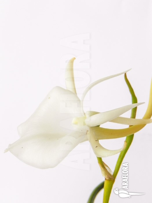 Angraecum scottianum