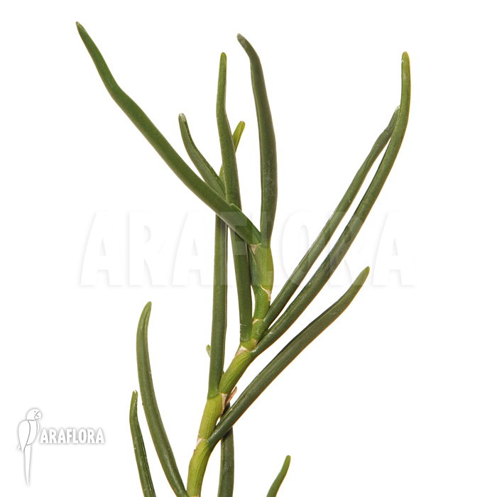 Angraecum scottianum