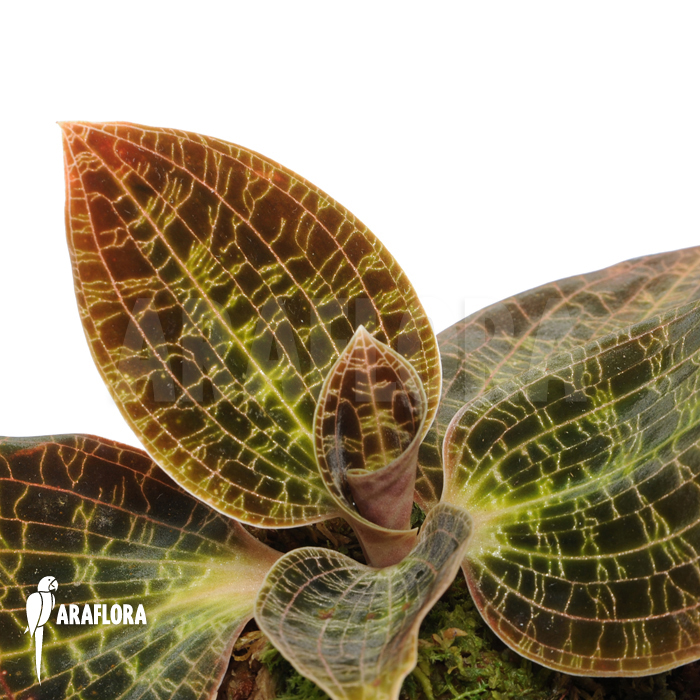 Anoectochilus albolineatus