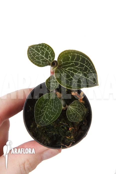 Anoectochilus formosanus &lsquo;S&rsquo;