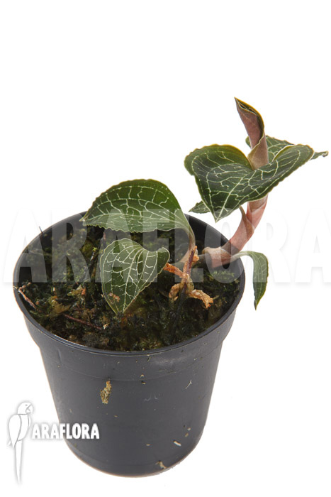 Anoectochilus formosanus &lsquo;S&rsquo;