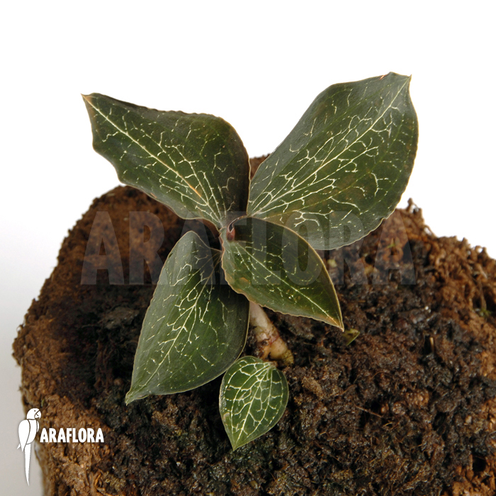 Anoectochilus roxburghii