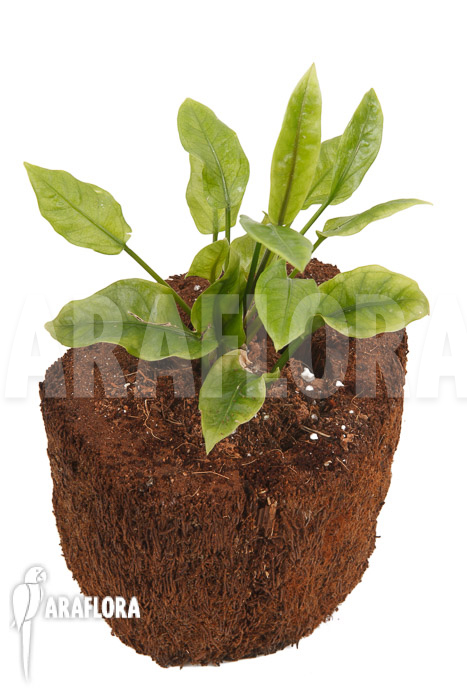 Anthurium Jungle Bush Dwarf &lsquo;S&rsquo;