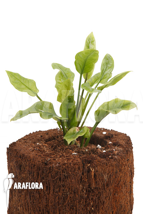 Anthurium Jungle Bush Dwarf &lsquo;S&rsquo;