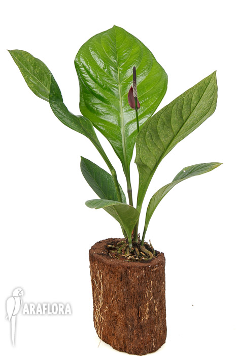 Anthurium &lsquo;Lovely Green&rsquo;