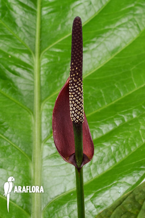 Anthurium &lsquo;Lovely Green&rsquo;