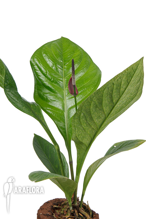 Anthurium &lsquo;Lovely Green&rsquo;