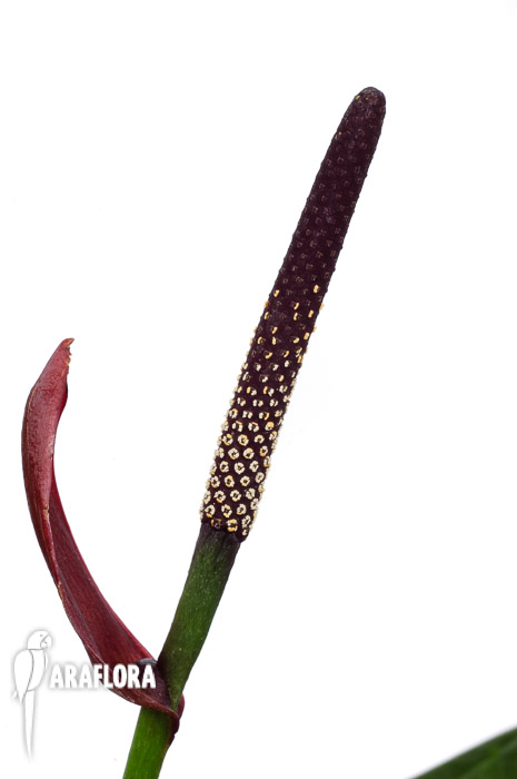 Anthurium &lsquo;Lovely Green&rsquo;