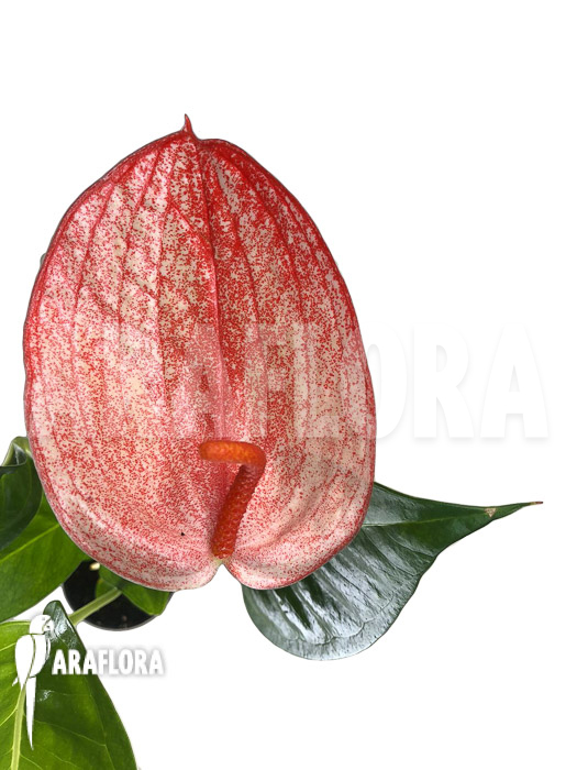 Anthurium &lsquo;Red 174&rsquo;