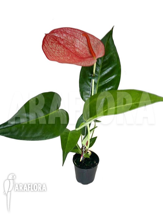 Anthurium &lsquo;Red 174&rsquo;