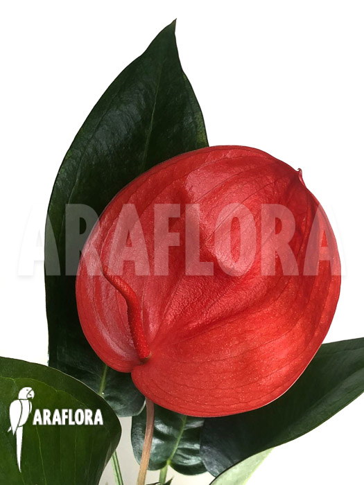 Anthurium &lsquo;Red 175&rsquo;