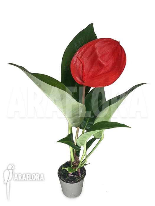 Anthurium &lsquo;Red 175&rsquo;