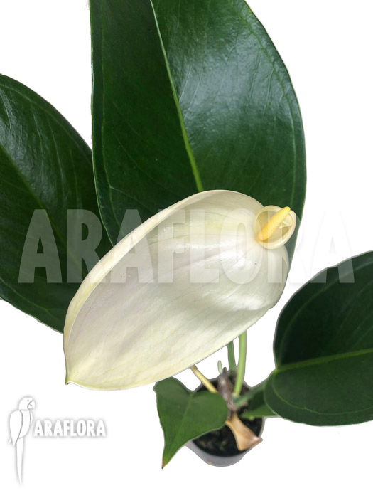Anthurium &lsquo;White a13