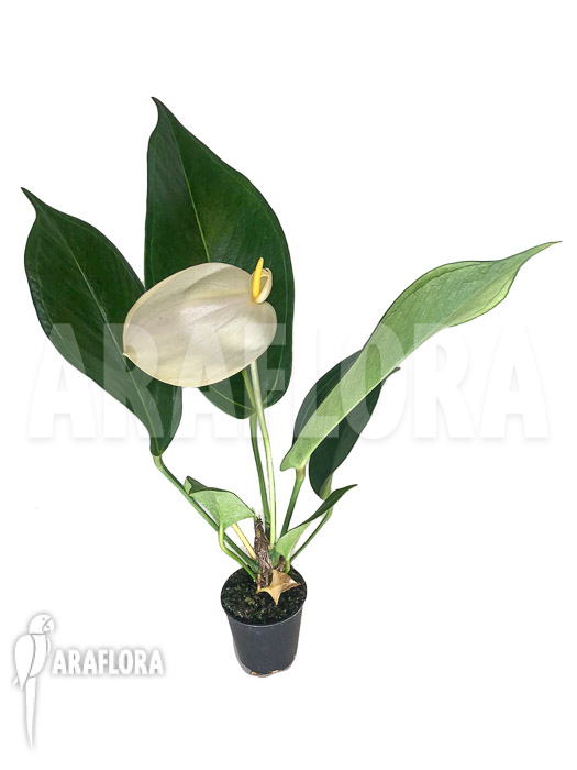 Anthurium &lsquo;White a13