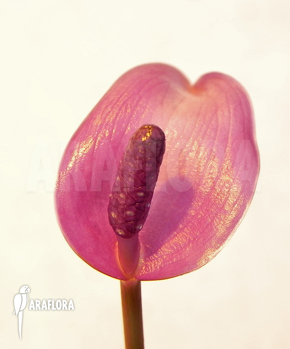Anthurium amnicola &lsquo;Flower&rsquo;