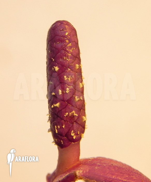 Anthurium amnicola &lsquo;Flower&rsquo;