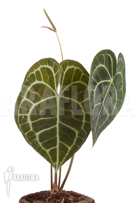 Anthurium clarinervium XL