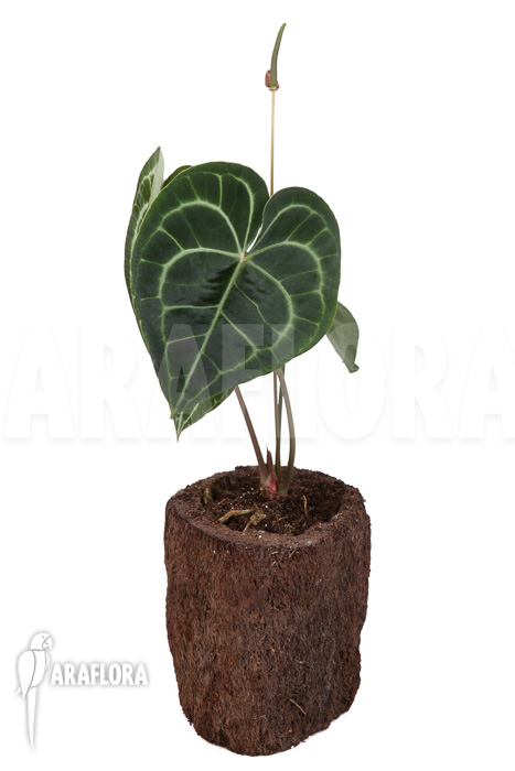 Anthurium clarinervium XL
