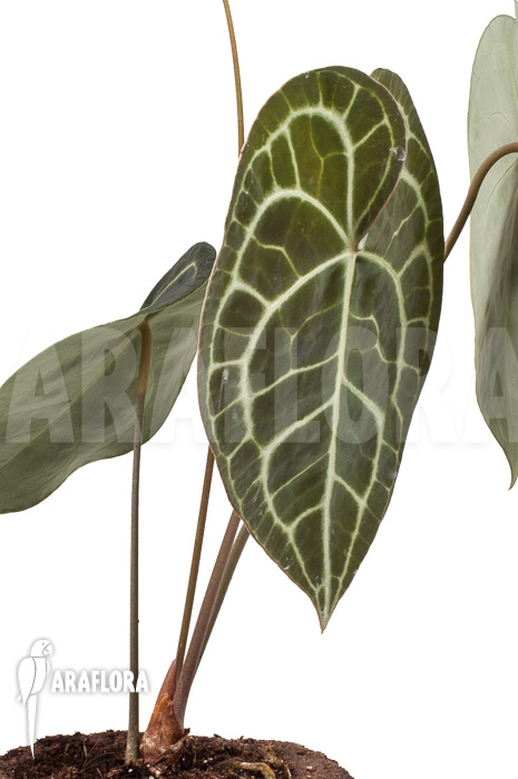 Anthurium clarinervium XL