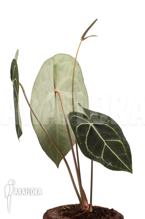 Anthurium clarinervium XL