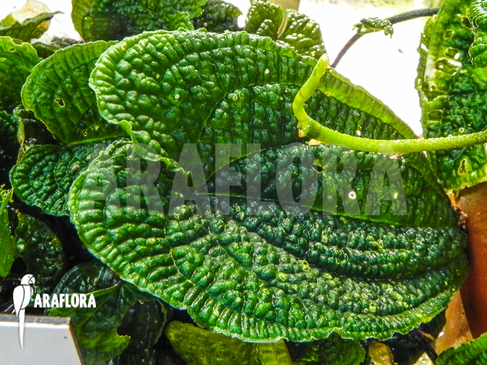 Anthurium clidemioides