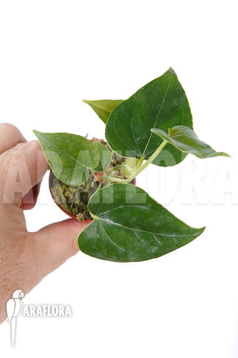 Anthurium decipiens &lsquo;starter&rsquo;