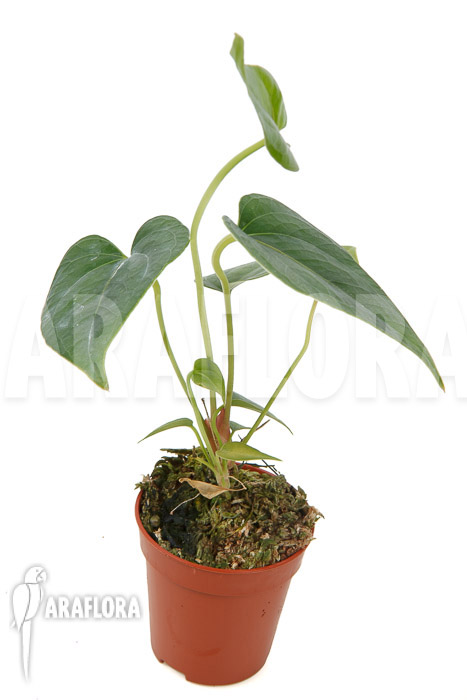Anthurium decipiens &lsquo;starter&rsquo;