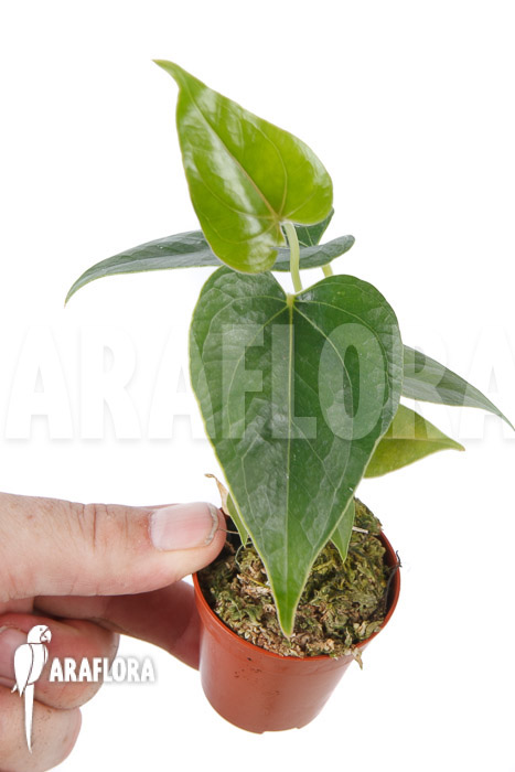 Anthurium decipiens &lsquo;starter&rsquo;