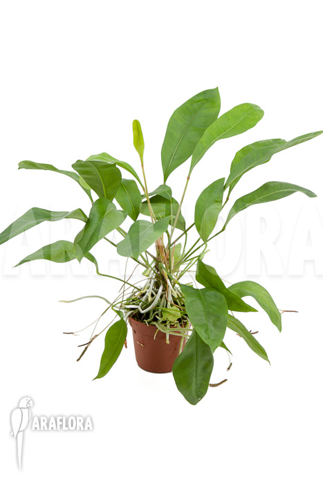 Anthurium gracile &lsquo;Wide Leaf&rsquo;