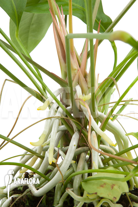 Anthurium gracile &lsquo;Wide Leaf&rsquo;