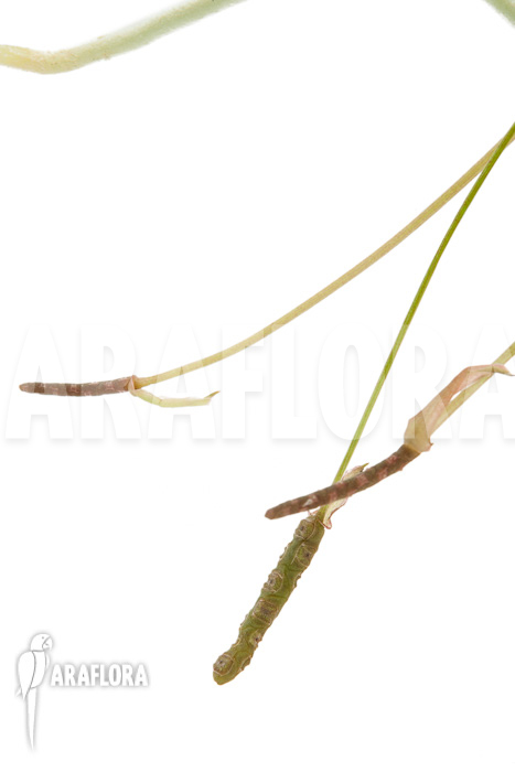 Anthurium gracile &lsquo;Wide Leaf&rsquo;