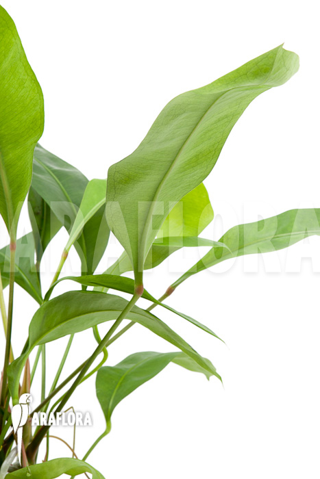 Anthurium gracile &lsquo;Wide Leaf&rsquo;