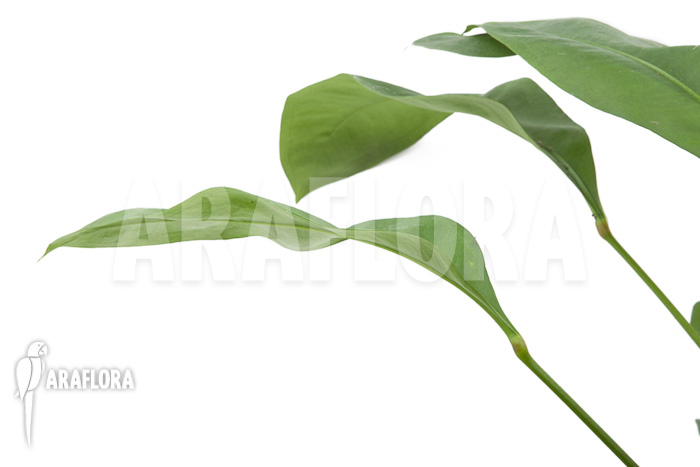 Anthurium gracile &lsquo;Wide Leaf&rsquo;