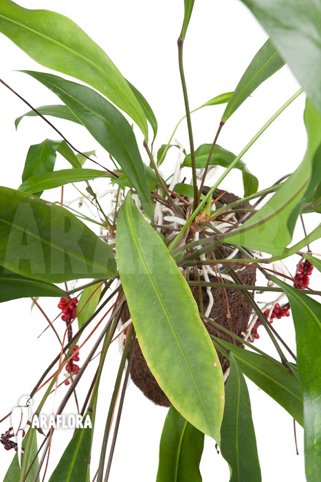Anthurium gracile &lsquo;XL&rsquo;