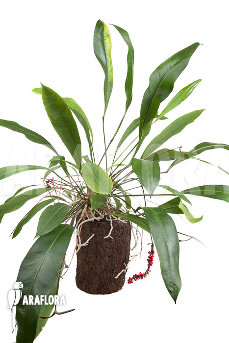 Anthurium gracile &lsquo;XL&rsquo;